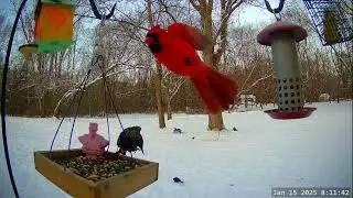 *On This Day 1 Year Ago* Winter Bird, Deer & Critter Cam