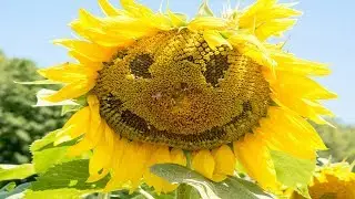 Don't Let the Sunflowers Fool You...| Lifo