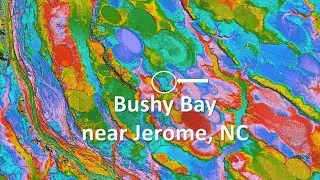 Bushy Carolina Bay with a catchy musical ending