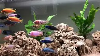 African cichlids 240 cms set up, hard scape