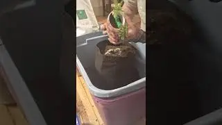 Transplant cannabis, how to transplants marijuana clone, northern lights,  clone transplant.