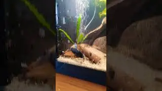 Betta fish kept with shrimp, it is possible!