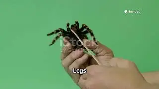 Frog vs Tarantula: Jungle Showdown #animals #battle #youtube