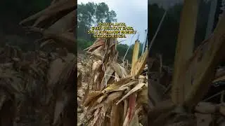 When Plants Create Music 🎶🌿 | Real Corn Energy at 432 Hz