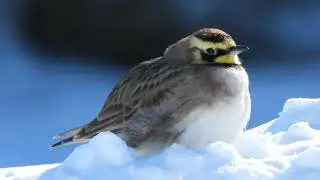 Alouette hausse-col - Horned Lark - Eremophila alpestris alouette hausse col