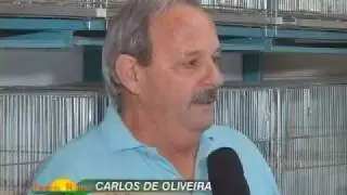 PORTAL RURAL - RECORD NEWS - CRIAÇÃO DE PÁSSAROS SILVESTRE