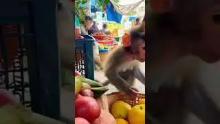 I&rsquo;m so hungry fruit 🍎 #funny #monkey #cute #animals #comedy #animalsounds #monkeysounds #nature #lo