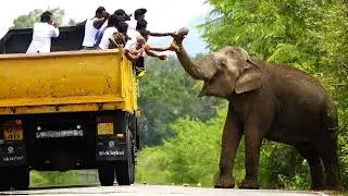 අනූනවයෙන් බේරුණු මිනිස්සු - බුත්තල පාරේ අලි පලහිලව්ව Elephant  Waiting for food