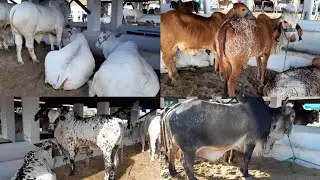 Exposição de Animais em Surubim Pernambuco 19/08/2022. Vale Apena Conferir.