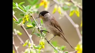 Eurasian blackcap / Sylvia atricapilla