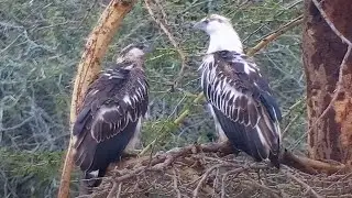 Young African fish eagles at African Animals Watering Hole- mpalalive.org - explore.org
