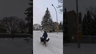 Montreal Dog Trainer Family K9 Dog Training- training in his element