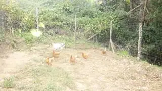 Poules affam&eacute;es