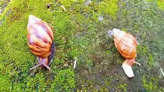 Slime Trails and Shell Homes: What a Snail Colony Teaches Us About Life