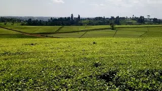 WHY KERICHO COUNTY IS THE BEST PLACE IN KENYA