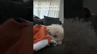 Please help my dog