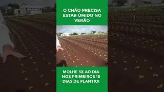 O segredo para ter hortali&ccedil;as de qualidade no ver&atilde;o! #horta #alface #hortali&ccedil;as #agro #solo #ver&atilde;o