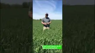 Head Scab Applications on Wheat