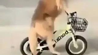 Dog's 🐕 love ❤️ cute puppy 😍 Dog lovers whatsapp status video | Tiktok dogslover
