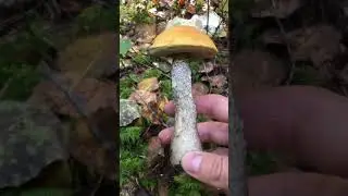 Leccinum versipelle