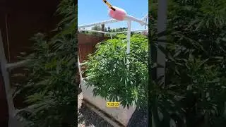 Organic outdoor cannabis 7/2023 still vegging into monsters. Autoflower starting to bud up