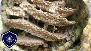 Carpet Hiding a Yellow Jacket Nest