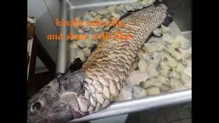 hertrotis fish scale remove 2 #shorts #shorts #hertrotis #fish #water