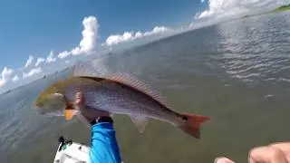 Fiddler Crabs for Sightcasting Redfish and Black Drum