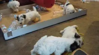 Sealyham Terrier Puppies playing Flyer x Seamus