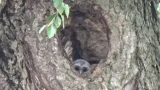 Barred Owls of Midtown Tulsa