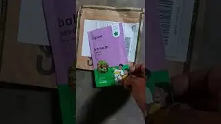 Balsam flower  Seed