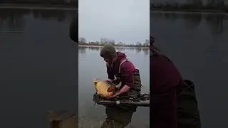 🔥 ЗИМНИЙ МАСТЕР-КЛАСС BLUEBELL &ndash; УЛОВ ИЗ 25 РЫБ! #dnabaits #carpfishing #carp #shorts