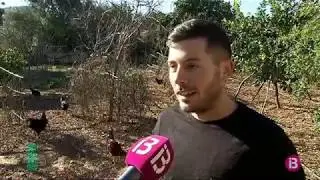 Suprimeixen el gall viu del pi de Sant Antoni de Pollen&ccedil;a