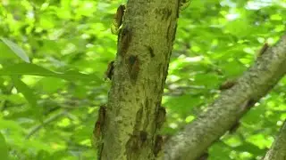 Impacts from Brood X cicadas 1 year later