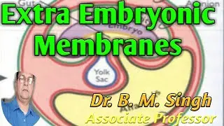 Extra Embryonic membranes