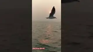 bird emotional whatsapp status 2020