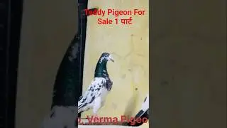 Teddy Pigeon For Sale #kkabutargroup #pigeon #shorts #short #youtubeshorts #shortvideo #pigeonshort