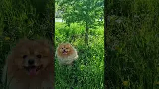 Тоби Красавчик Позитивчик❤😍😇#немецкий шпиц #music#positive # домашниелюбимцы