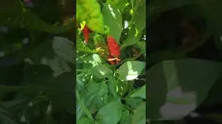 Red Primotalii #gardening #penelope #hotpepper #primotalii