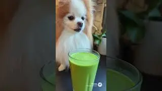 Kewpie&rsquo;s Health Kick & Exercise Routine 💪🥤 | Pomeranian Wellness Journey (FULL VIDEO)