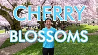 The Best Place To See Cherry Blossoms In Seattle