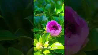 National Flower of the Dominican Republic with bees 🐝 #travel #saonaisland #flowers