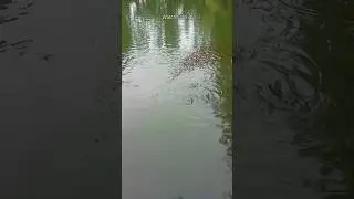 Feeding for fish