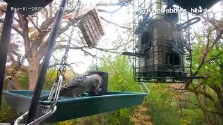 11+ Hours of Relaxing Bird Cam on a Balcony | Autumn (Book II: Chapter 6)