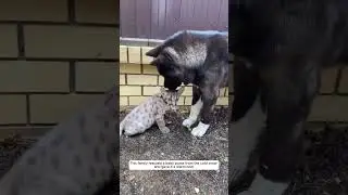 Маленький ПУМА нашёл семью и стал ДОМАШНИМ котиком ❤️ #cat #животныешляйх #1fox