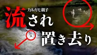 0527C⑤【カルガモ親子のヒナに悲劇】流され置いていかれる雛鳥が独り。増水で引っ越してきた。オナガの鳴き声、交尾・求愛給餌【野鳥撮影と観察解説】みんなの動物園のカルガモ親子2022