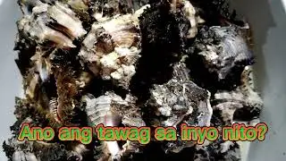 Murex Shell (in Ajuy we call this Pungsud)