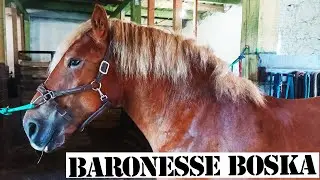 Baronesse Boska  | 2.5 year old Polish Coldblood Mare