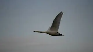 Mute swans flying