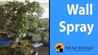 119) Cotoneaster horizontalis  or  Wall Spray great Bonsai Trees for Beginners